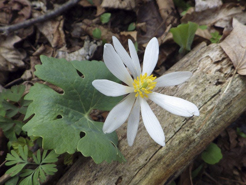 A classic early spring wildflower, bloodroot (Sanguinaria canadensis) blooms in early spring, but its uniquely-shaped leaf continues to grow throughout the summer, adding to the mosaic of a diverse woodland landscape.