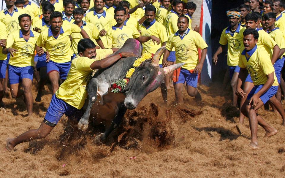 Traditional bull-taming ritual resumes in India