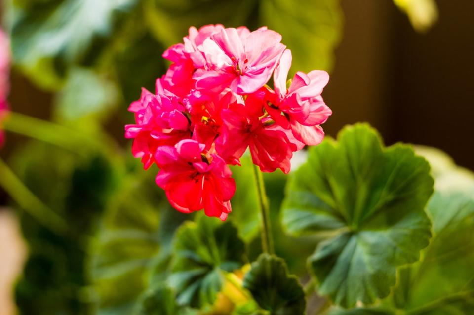 Geranium plant with brilliant red flowers.