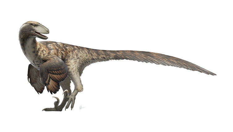 <span class="caption">Many theropod dinosaurs had feathered forelimbs, but certainly didn’t fly.</span> <span class="attribution"><a class="link " href="https://upload.wikimedia.org/wikipedia/commons/1/1e/Deinonychus_Restoration.png" rel="nofollow noopener" target="_blank" data-ylk="slk:Fred Wierum/Wikimedia Commons;elm:context_link;itc:0;sec:content-canvas">Fred Wierum/Wikimedia Commons</a>, <a class="link " href="http://creativecommons.org/licenses/by-sa/4.0/" rel="nofollow noopener" target="_blank" data-ylk="slk:CC BY-SA;elm:context_link;itc:0;sec:content-canvas">CC BY-SA</a></span>