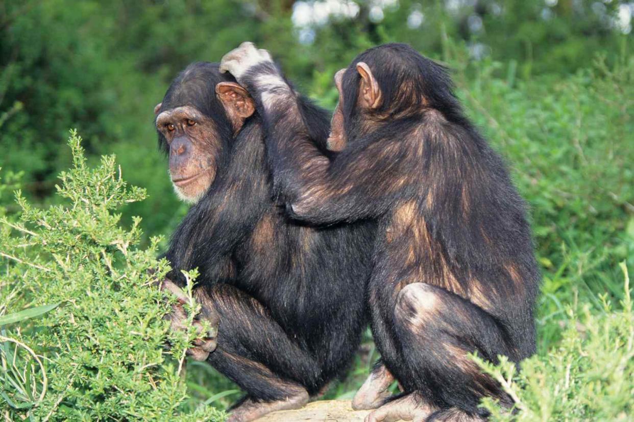 two chimpanzees grooming each other