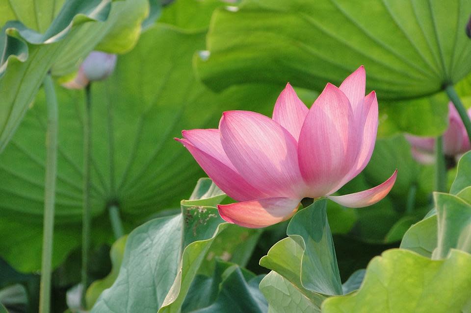 植物園蓮花(Photo Credit: yyryyr1030@pixabay.com, License CC0，圖片來源：https://pixabay.com/zh/photos/flower-lotus-summer-2542384/)