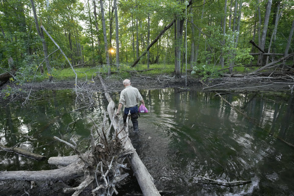 Allen Kurta, an Eastern Michigan University professor, prepares to hang netting to capture bats in Sharon Township, Mich., June 21, 2023. Fifty years after the Endangered Species Act took effect, environmental advocates and scientists say the law is as essential as ever. Habitat loss, pollution, climate change and disease are putting an estimated 1 million species worldwide at risk. (AP Photo/Paul Sancya)