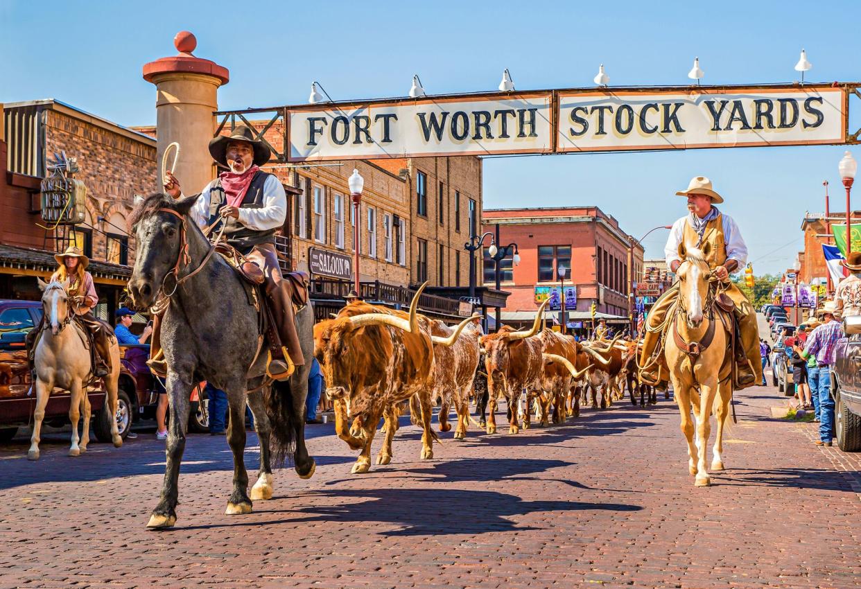 Fort Worth Stockyards National Historic District, Fort Worth, Texas, cowboys and cowgirls with a herd of bulls on a brick road, historical buildings on both sides, on a sunny day