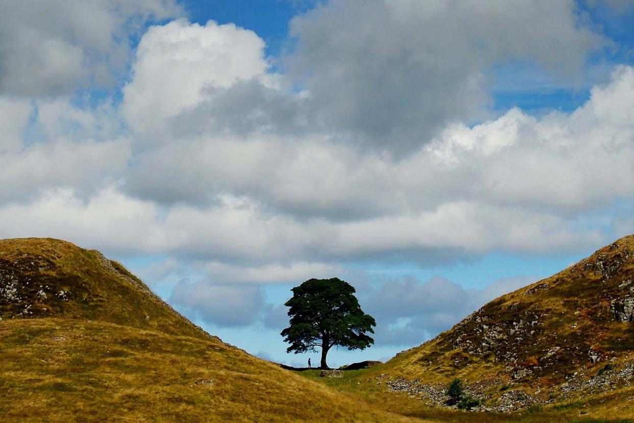 One reflects on all the tree has ‘observed’ since it was a sapling (PA)