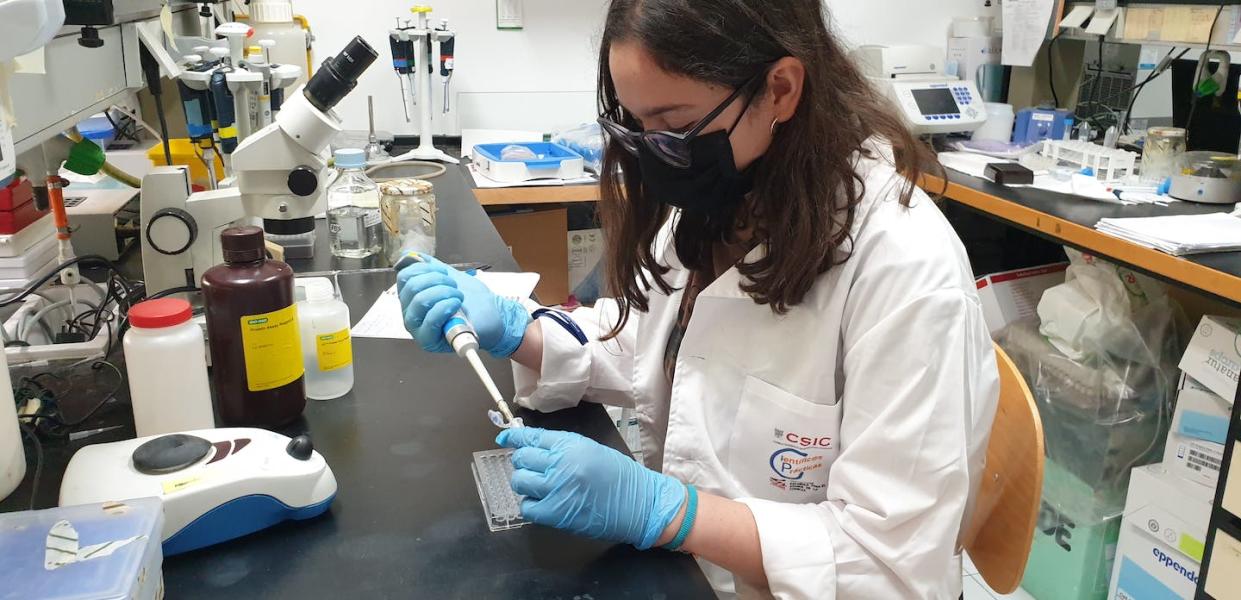 Alumna pipeteando en el laboratorio durante una estancia de investigación organizada por el proyecto Científic@s en Prácticas. Científic@s en Prácticas