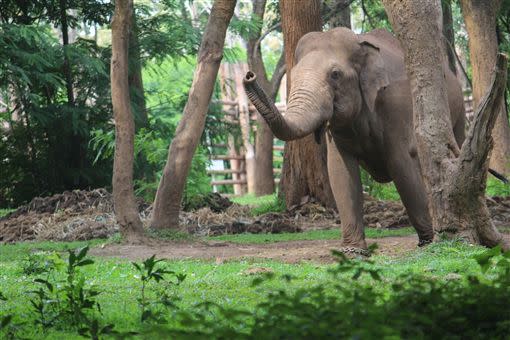 泰國清邁的湄莎大象營（Maesa Elephant Camp）取消大象載客服務。（示意圖／翻攝自Pixabay）