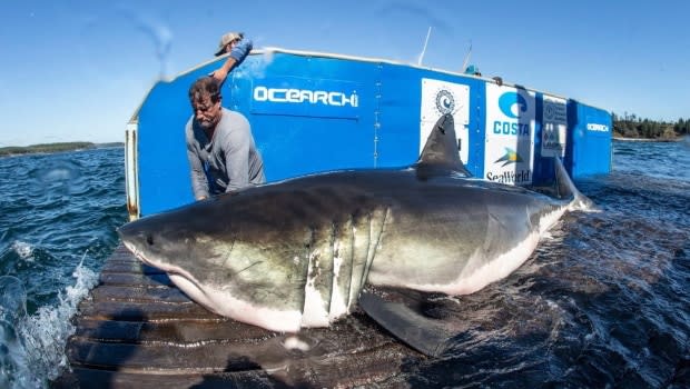 R. Snow/Ocearch/The Canadian Press