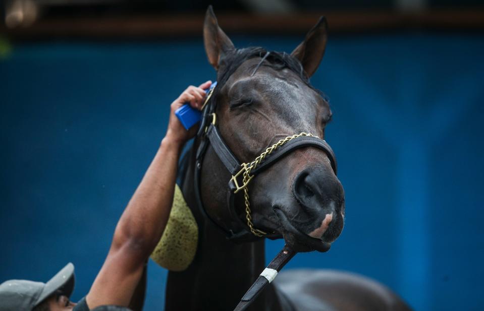 Kentucky Derby hopeful Jace's Road seems to enjoy being groomed during bath time after a workout Friday morning, April 28, 2023 at Churchill Downs. The horse is trained by Brad Cox.