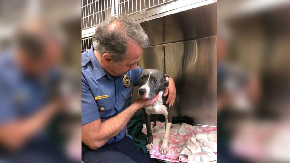 Pit bull dog saved from rising tide in New Jersey. 