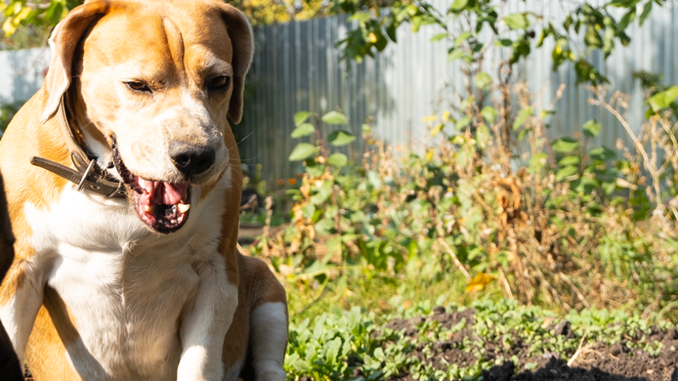 Dog owners are asked to contact their vet if they are concerned about their pets health. Source: Getty