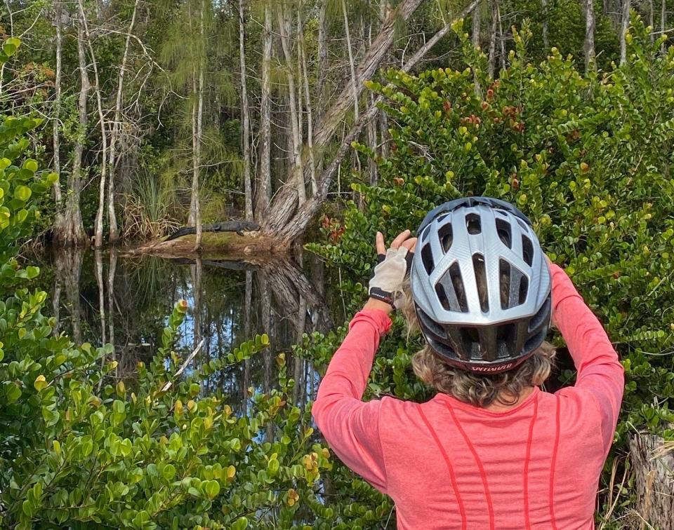 Bicyclist stops to snap a photo of alligator while riding through one of Palm Beach County's many trails.