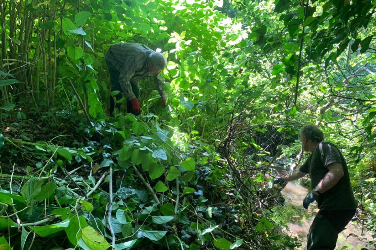 The volunteers will help to clear the invasive species from alongside the rivers <i>(Image: Natural Resources Wales)</i>