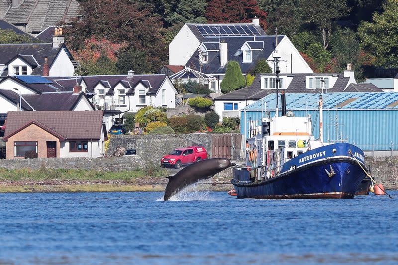 A whale is seen near the Faslane nuclear submarine base in Gare Loch