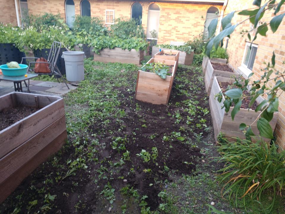 The garden at Our Lady of Good Counsel Church in Endicott is loaded with vegetables. All produce is used in the church’s soup kitchen.