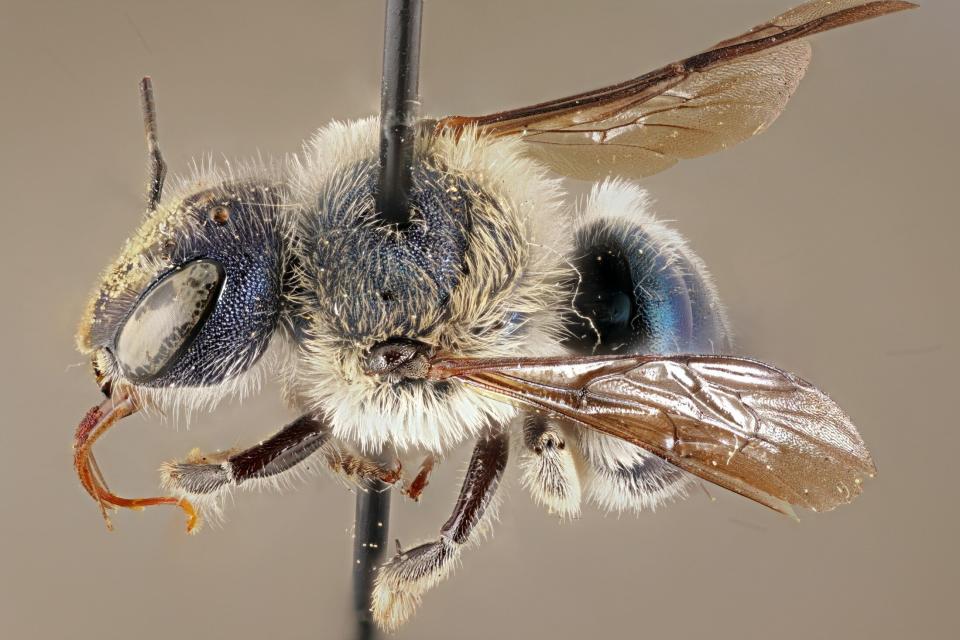 The blue calamintha bee was rediscovered in central Florida in March 2020. Before that, it was last observed in 2016. (Photo: Florida Museum Photo by Chase Kimmel)