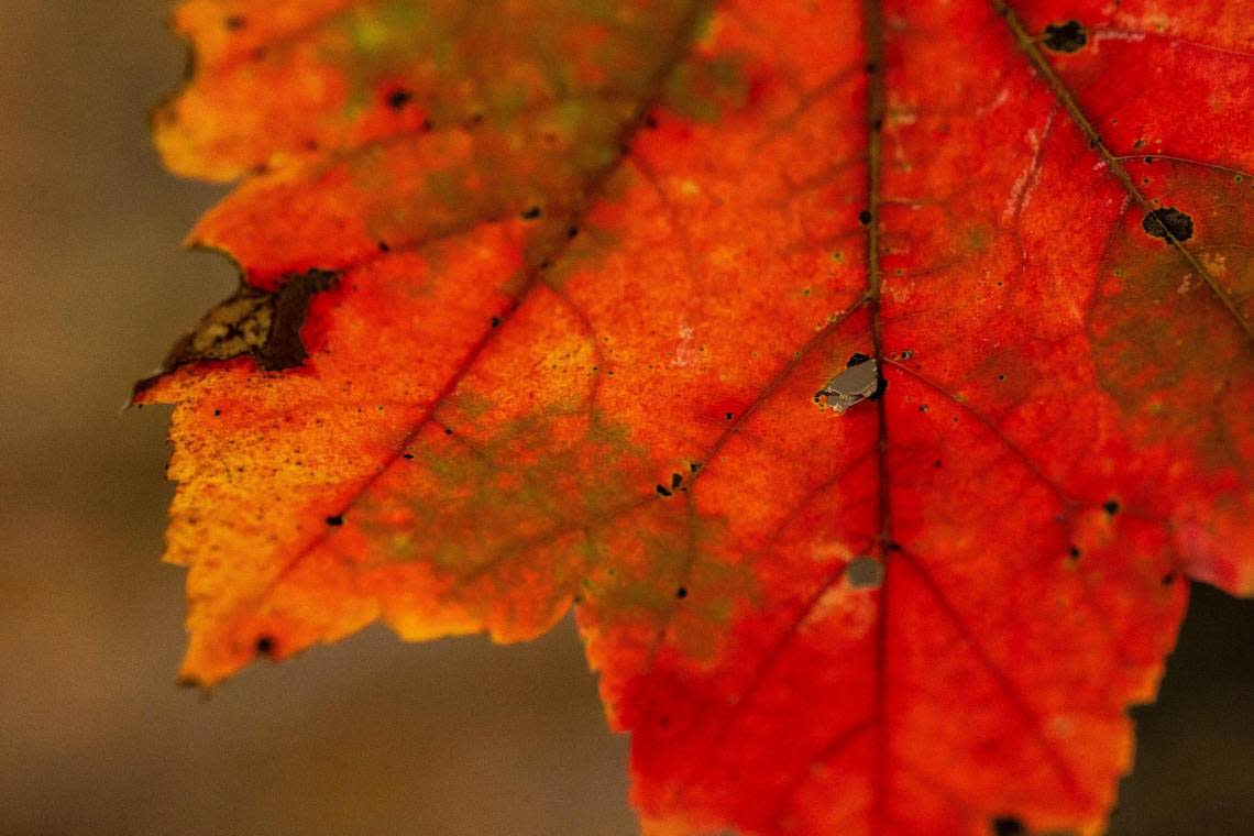 Fall colors are on display in the Daniel Boone National Forest on Sunday, Oct.. 20, 2022.