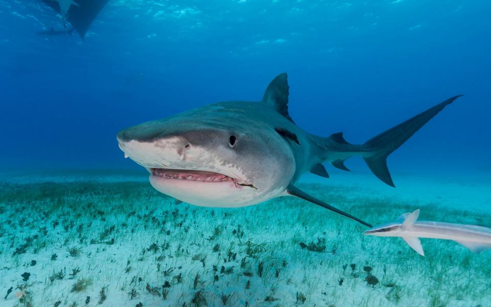 Tiger shark in shallow water in The Bahamas