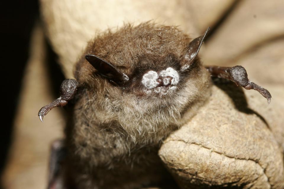 A little brown bat with white-nose syndrome.