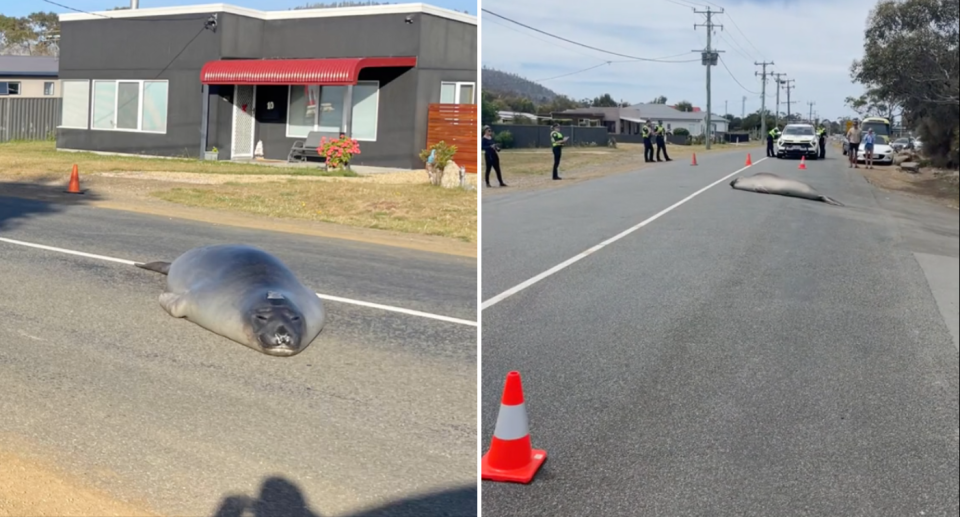 Images of the southern elephant seal, known by locals as 'Neil the seal', in the middle of a Tasmanian road being helped along by Police.