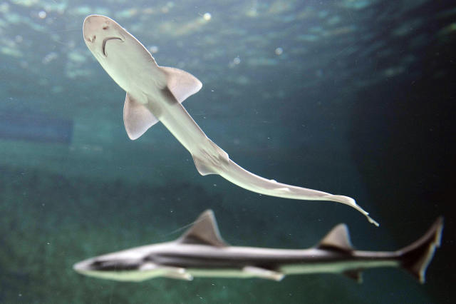 Un bébé requin naît dans un aquarium qui ne contenait que des femelles