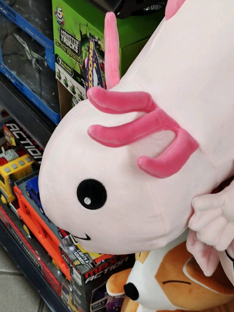 The pink tentacles protruding from this pink plush toy are actually depicting the external gills of the real-life axolotl, a paedomorphic salamander that remains aquatic.