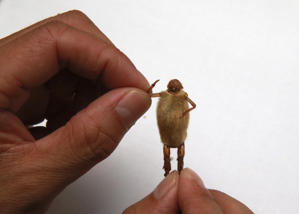 RNPS - REUTERS NEWS PICTURE SERVICE - PICTURES OF THE YEAR 2014 - ODDLY Folk artist Yu Guangjun attaches the legs from a cicada slough onto a magnolia bud as he makes a "Maohou" in his house in Beijing in this September 2, 2014 file photo. REUTERS/Kim Kyung-Hoon/Files (CHINA - Tags: SOCIETY)