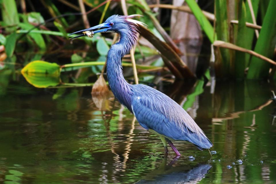 A tricolored heron with breeding plumage in Collier County. Taken with a Canon Rebel T6i at f/5.6 and 1/2000 sec.