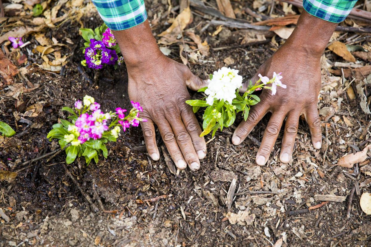 senior African American man planting in the garden