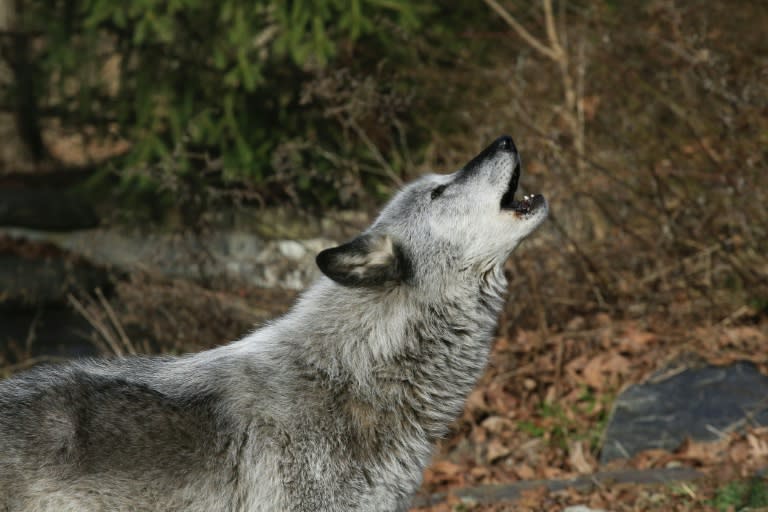 A quarter of a million wolves once roamed from coast to coast before European colonizers embarked on campaigns of eradication that persisted into the 20th century all but wiped them out in the lower-48 states (Kena Betancur)