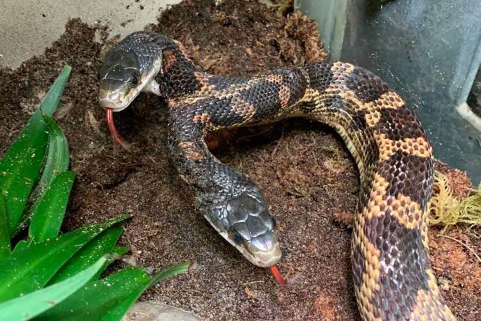 <p>Cameron Park Zoo/Facebook</p> Two-Headed Snake Back on Public Display at Texas Zoo 