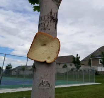 A slice of bread stuck to a thin tree. 