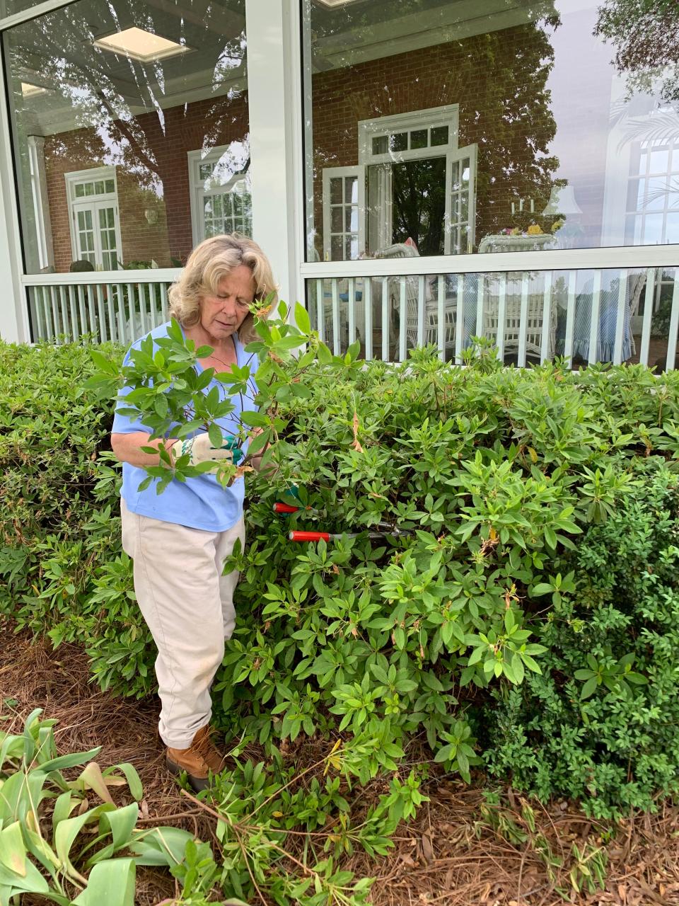 Go deep inside the bush and prune out a few branches to open up the canopy of the shrub.