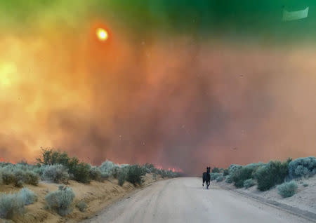 A horse runs from burning grasslands of the Long Valley fire near Doyle, California, July 13. Lassen County Sheriff's Office/via REUTERS