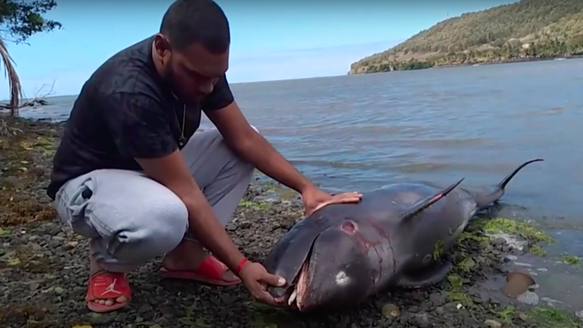模里西斯日前在岸邊發現數隻海豚屍體，死因目前仍在調查中。（photo by YouTube影片截圖）