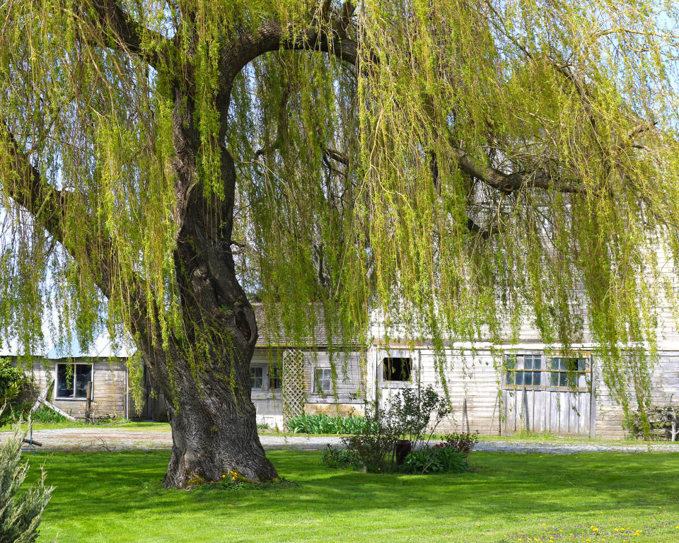 8. Weeping Willow (Salix Babylonica)