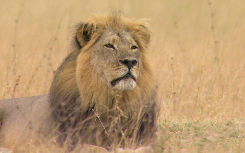 Cecil the Lion - Television Stills