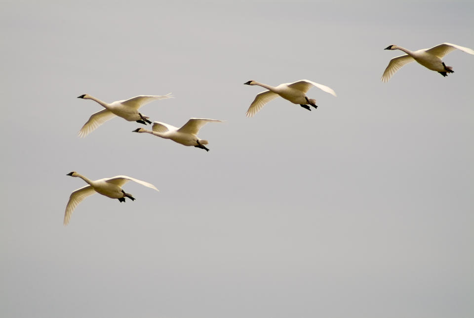 These birds, are migratory birds. They start to arrive on the breeding grounds around mid-May, and leave for winter quarters around the end of September.