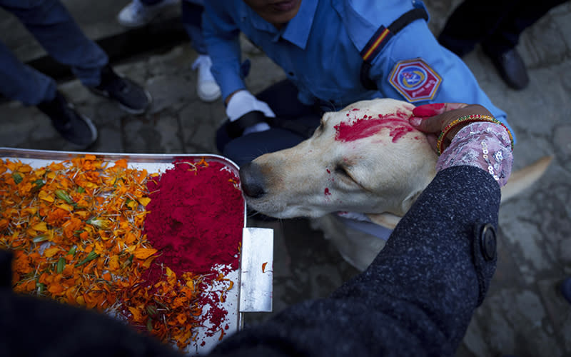 A Nepalese policeman applies vermillion on the forehead of a police dog