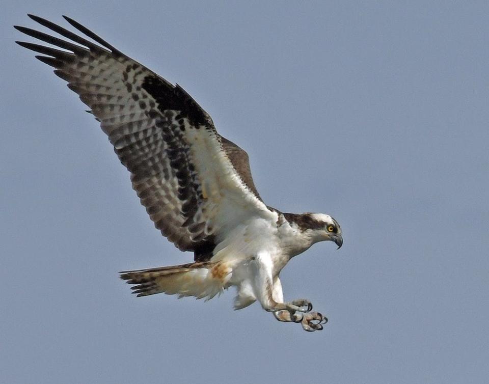 You may catch sight of an osprey, or see one of their nests atop a pole, at Haile Farm.