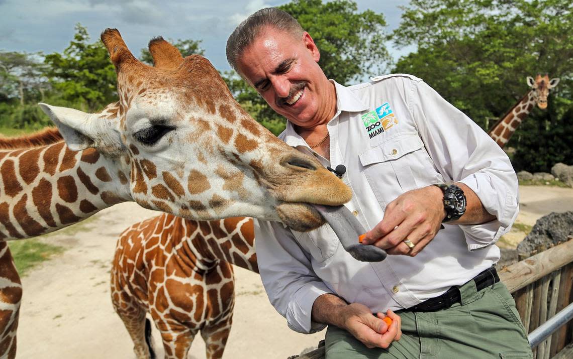 Ron Magill feeds Malcome, a reticulated giraffe, at Zoo Miami in Kendall.