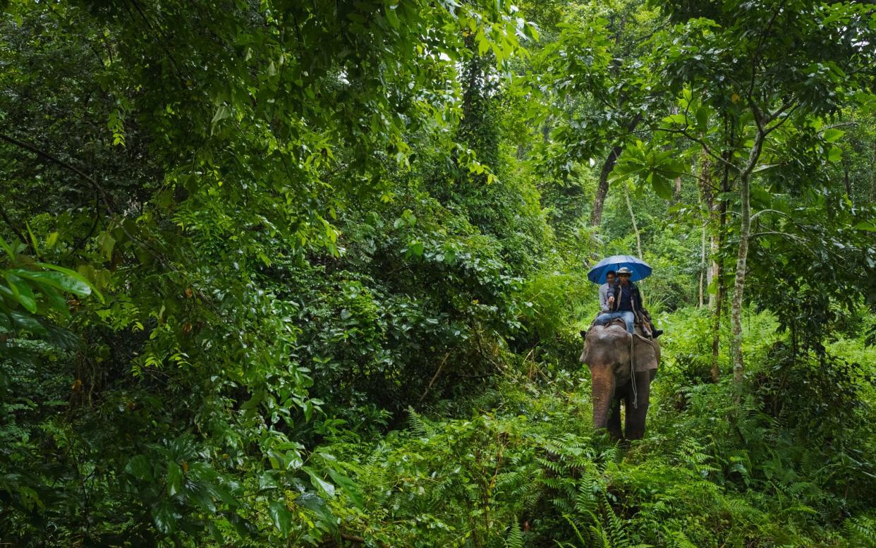 A park ranger and a mahoot ride an elephant as they patrol through dense foliage in Chitwan National Park