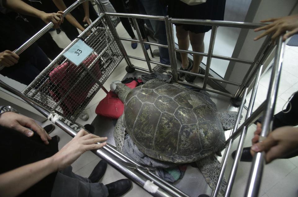 The female green green turtle nicknamed "Bank" is carried after her surgery at Chulalongkorn University's veterinary faculty in Bangkok, Thailand, Monday, March 6, 2017. Veterinarians operated Monday on "Bank," removing less than 1,000 coins from the endangered animal. Her indigestible diet was a result of many tourists seeking good fortune tossing coins into her pool over many years in the eastern town of Sri Racha. (AP Photo/Sakchai Lalit)