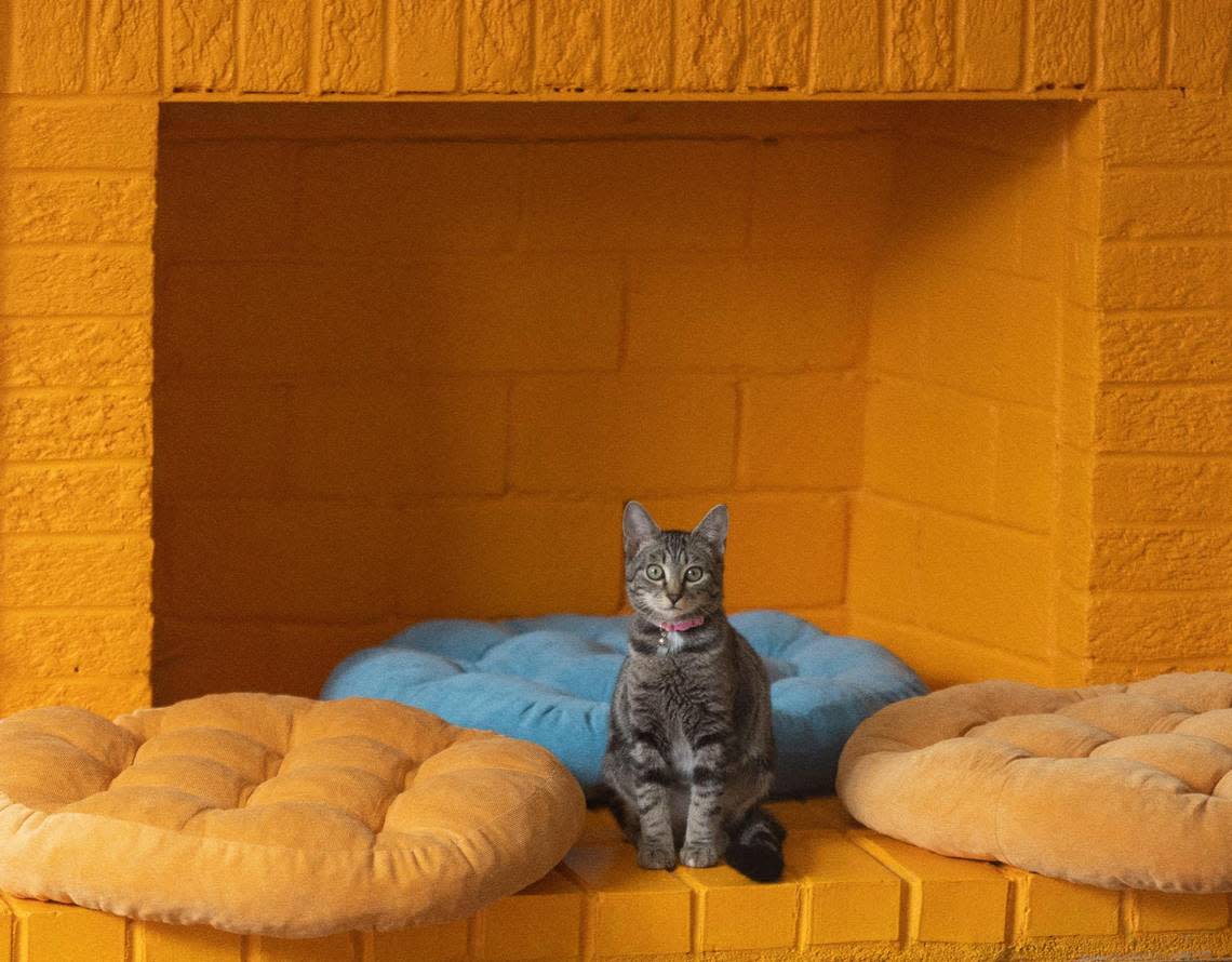 Right Meow Cat Cafe owner Kayleigh Posey converted the fireplace and hearth in this home into a colorful sitting area where patrons can socialize with cats that are all available for adoption. The new cafe is scheduled to open on July 6, 2023 on S. Main Street in Fuquay-Varina, N.C.