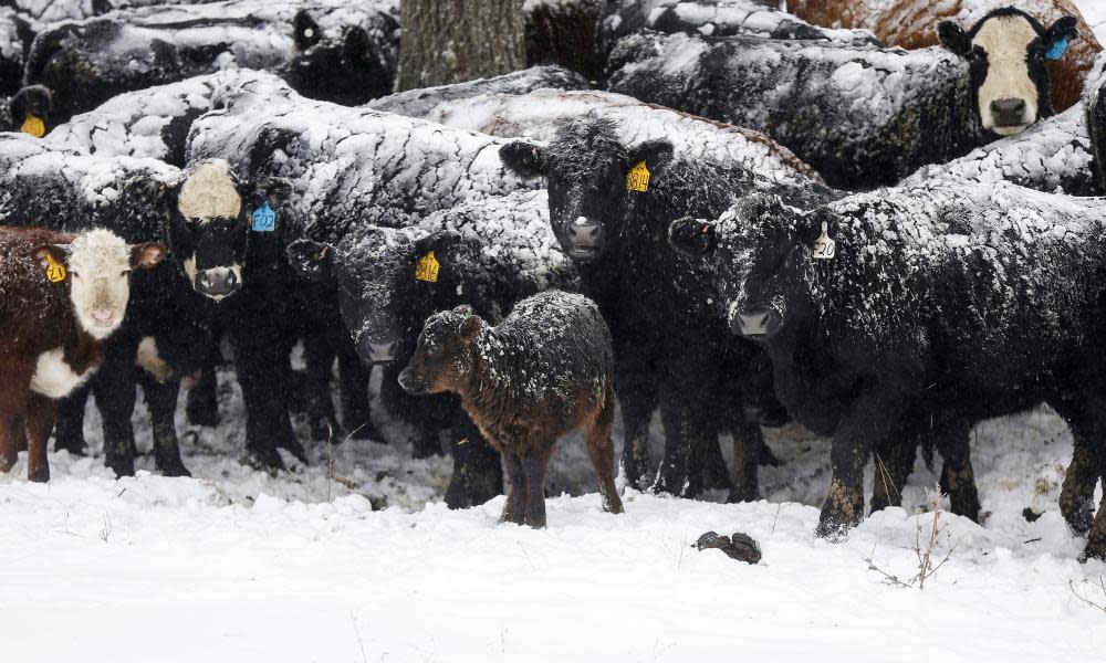 <span>Photograph: Bryon Houlgrave/AP</span>