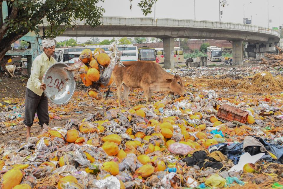 A labourer throws rotten papayas due to lack of customers as a cow stands by at a market during a government-imposed nationwide lockdown as a preventive measure against the COVID-19 coronavirus, in Amritsar on March 27, 2020.   (Photo by NARINDER NANU / AFP) (Photo by NARINDER NANU/AFP via Getty Images)