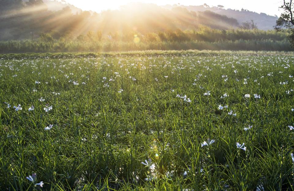 chanel grasse flower fields