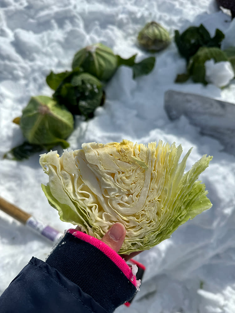 日本旅遊｜北海道富良野冬日活動一覽！絕美景色滑雪/熱氣球高過東京鐵塔/親子野菜探險隊
