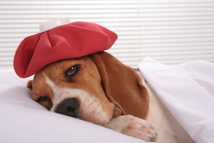 Al conocer más sobre este mal canino, podrías tomar las medidas necesarias para prevenirlo. – Foto: Sadeugra/Getty Images