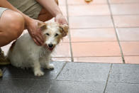 <p>Dogs at Howlloween at the Grand Copthorne Waterfront Hotel. (Photo: Bryan Huang/Yahoo Lifestyle Singapore)</p>